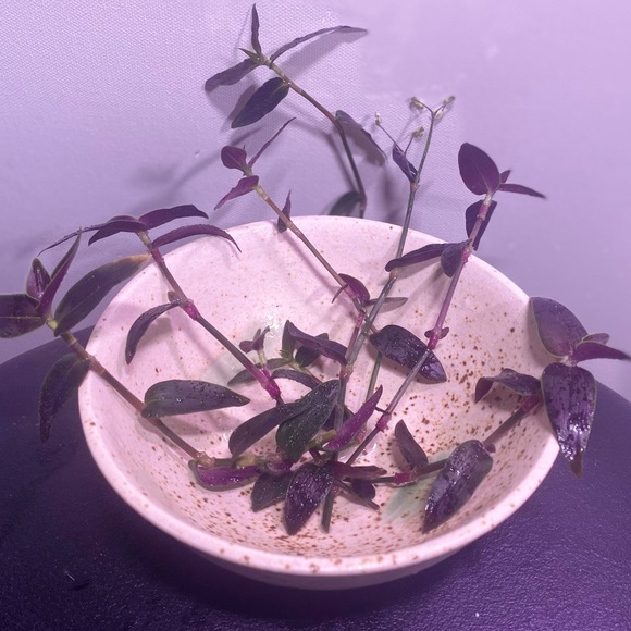 (5) Rare tradescantia jose puig gibasis plant cuttings - Picture 3 of 3